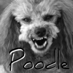 Poodle SSLv3